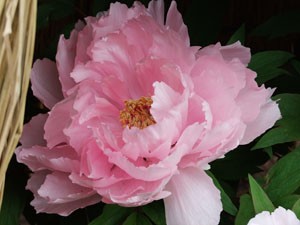 17日 冬牡丹 花の図書館