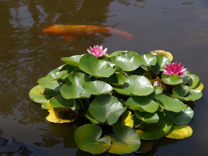 �X�C����