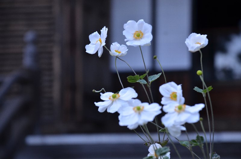 �V���E���C�M�N