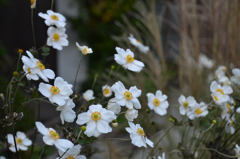 �V���E���C�M�N