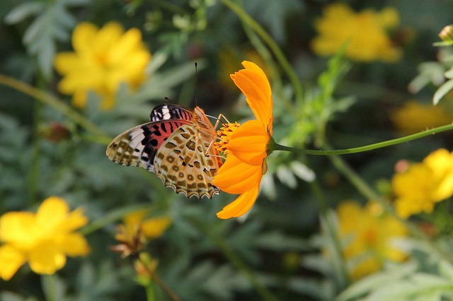 �L�o�i�R�X���X