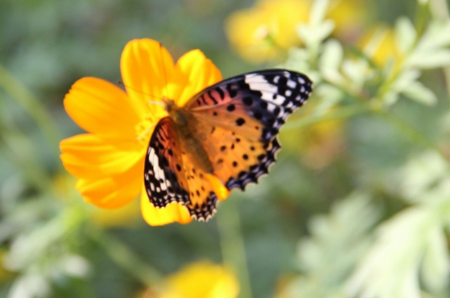 �L�o�i�R�X���X