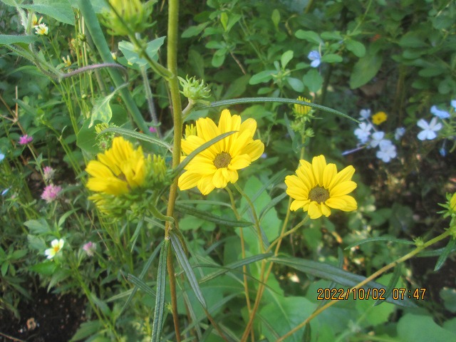 �w���A���T�X�E�A���O�X�e�B�t�H���E�X