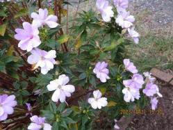 �T���p�e�B�I