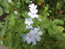 �����}�b�N