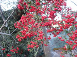 �s���J���T