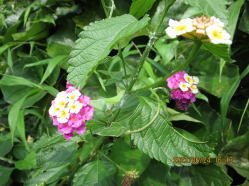 �����^�i