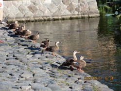 ���������ɕ���ł���