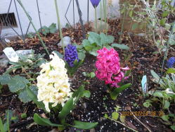 �q���V���X