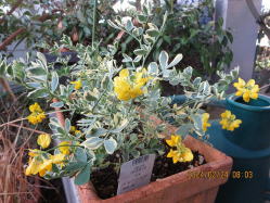  �R���j�A�E�o�����e�B�i�E<br>�o���G�K�[�^