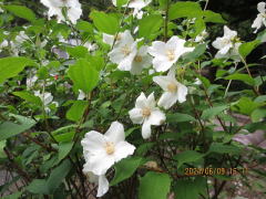 �o�C�J�E�c�M