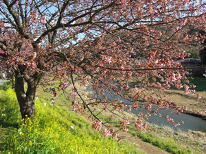 河津桜