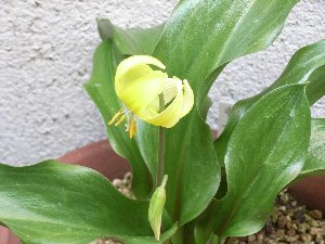 黄花カタクリ
