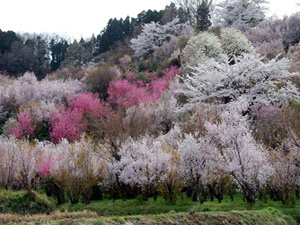 花見山公園