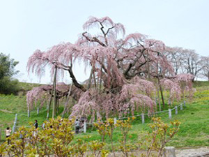 滝桜