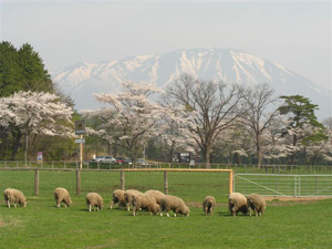 小岩井牧場