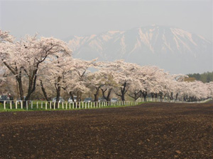 小岩井牧場