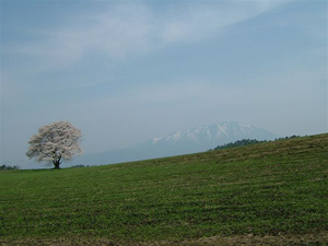 一本桜