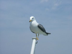 Ƃ