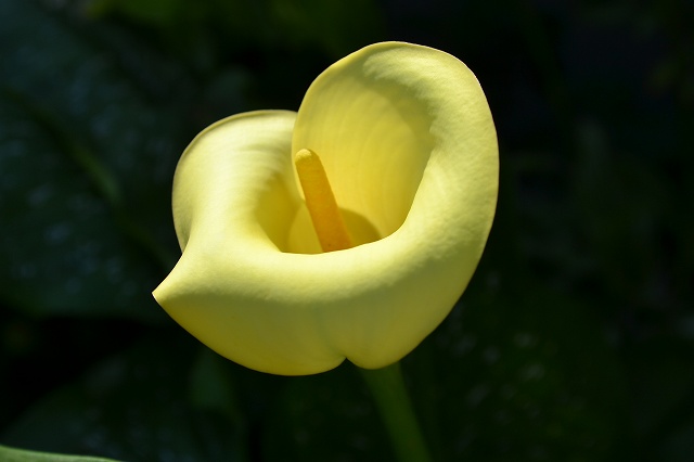 �J���[