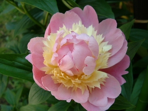 䉖