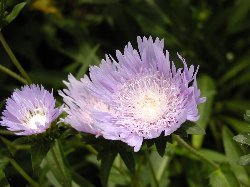 P6230041