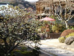 mitumata-2