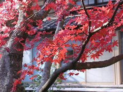 momiji