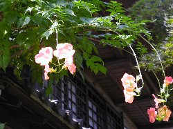 nouZenkazura