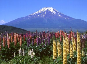 rupinasu