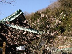 ume