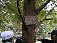 メタセコイアの大木