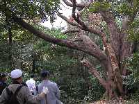 エノキの大木