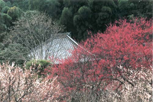2月の貞宗寺