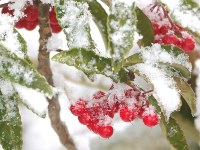 初雪のマンリョウ 初雪のマンリョウ